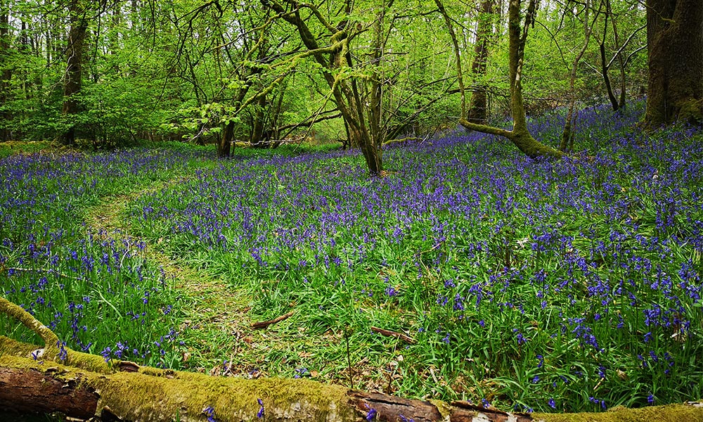 10 Best Bluebell Walks OS GetOutside